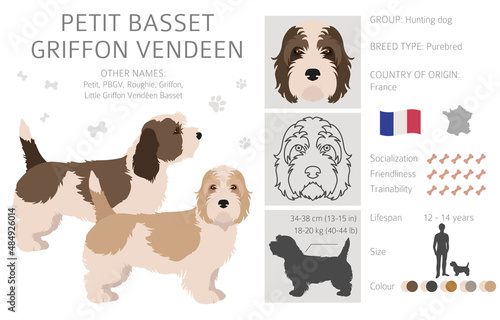 Petit Basset Griffon Vendeen clipart. Different poses, coat colors set