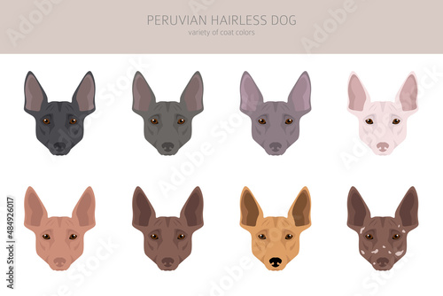 Peruvian hairless dog clipart. Different poses, coat colors set