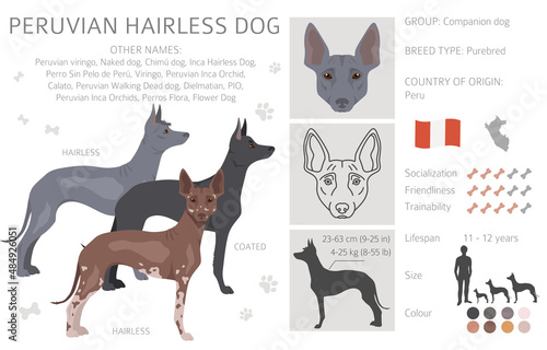 Peruvian hairless dog clipart. Different poses, coat colors set photo