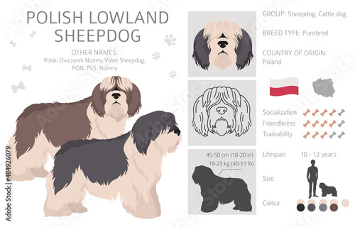 Polish lowland sheepdog clipart. Different poses, coat colors set