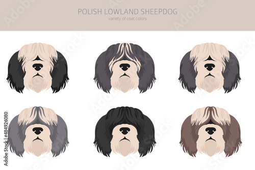 Polish lowland sheepdog clipart. Different poses, coat colors set