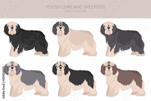 Polish lowland sheepdog clipart. Different poses, coat colors set