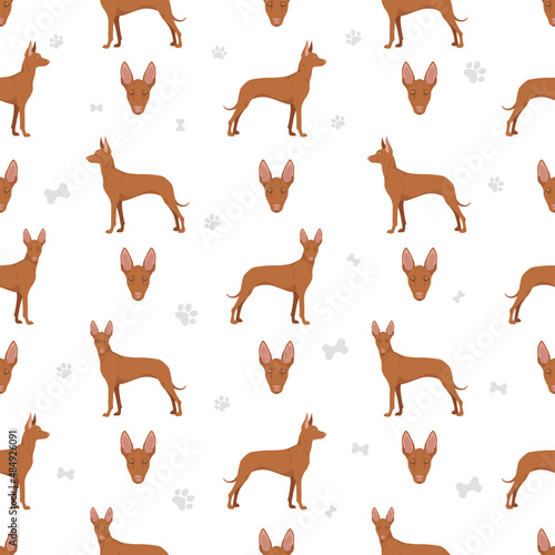 Pharaoh hound seamless pattern. Different poses, coat colors set