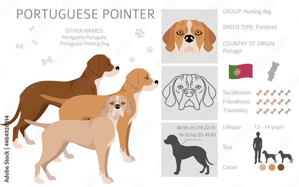 Portuguese Pointer clipart. Different poses, coat colors set
