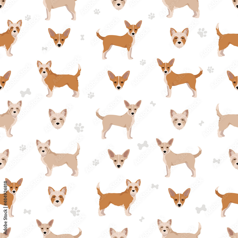 Portuguese Podengo Pequeno seamless pattern. Different poses, coat colors set Portuguese Podengo Pequeno seamless pattern. Different poses, coat colors set