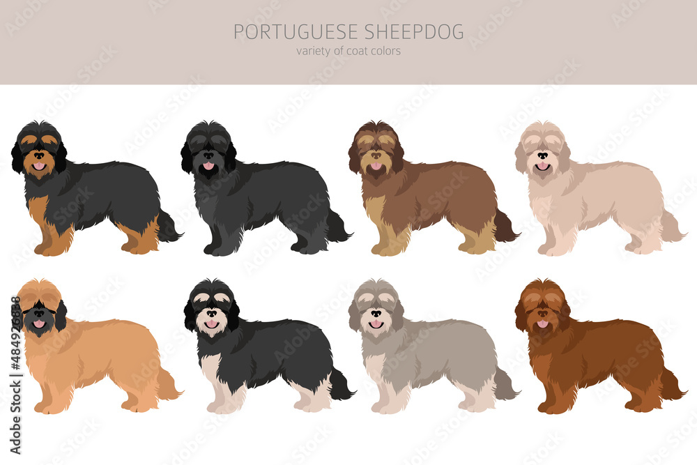 Portuguese Sheepdog clipart. Different poses, coat colors set
