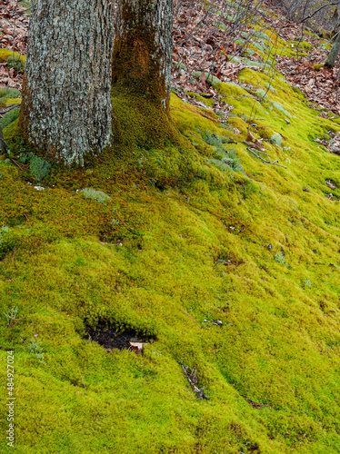 539-94 Moss Trunks photo