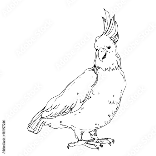 Vector Sky bird cockatoo in a wildlife isolated. Black and white engraved ink art. Isolated parrot illustration element.