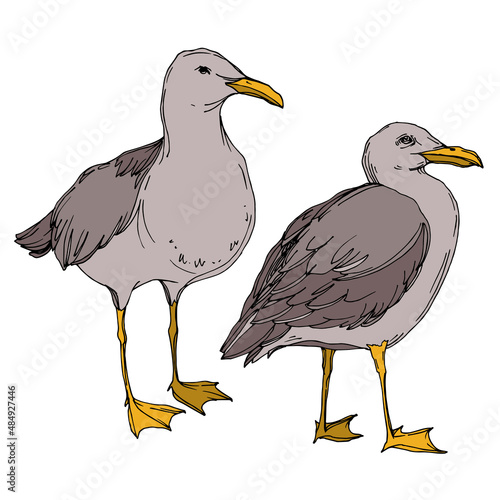 Vector Sky bird seagull in a wildlife isolated. Black and white engraved ink art. Isolated seagull illustration element.