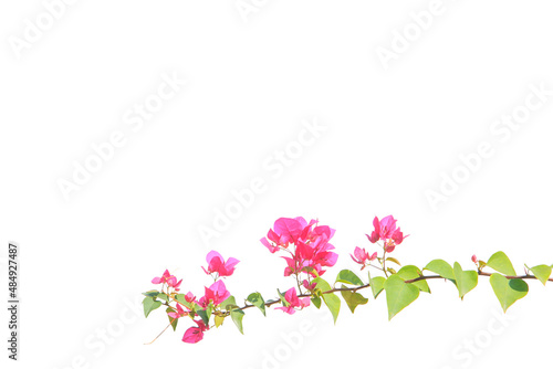 bougainvilleas isolated on white background. save with clipping path. © krsprs