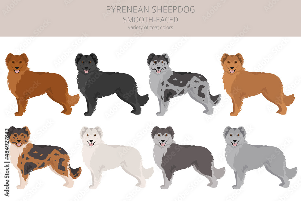 Pyrenean sheepdog, smooth faced clipart. Different poses, coat colors set