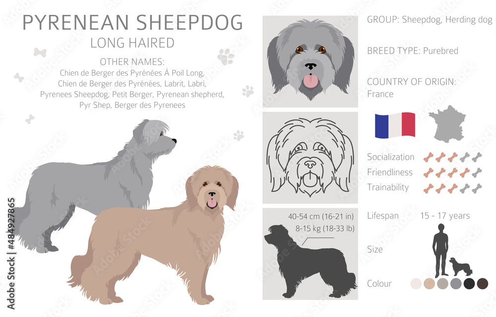 Pyrenean sheepdog, longhaired clipart. Different poses, coat colors set