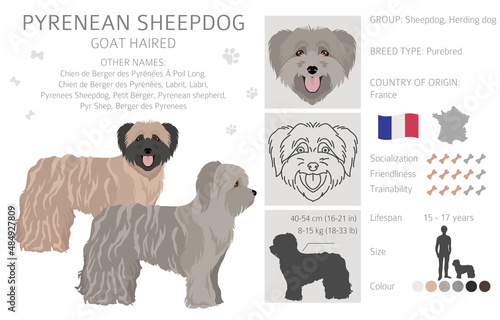Pyrenean sheepdog, goat haired clipart. Different poses, coat colors set