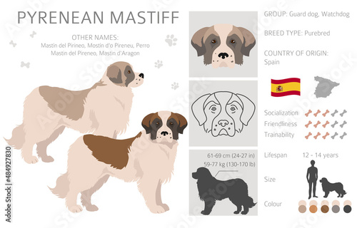Pyrenean mastiff clipart. Different poses, coat colors set