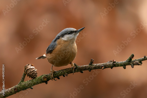 Eurasian Nuthatch (Sitta europaea) on a branch in a forest of Noord Brabant in the Netherlands. Background with autumn colors. 