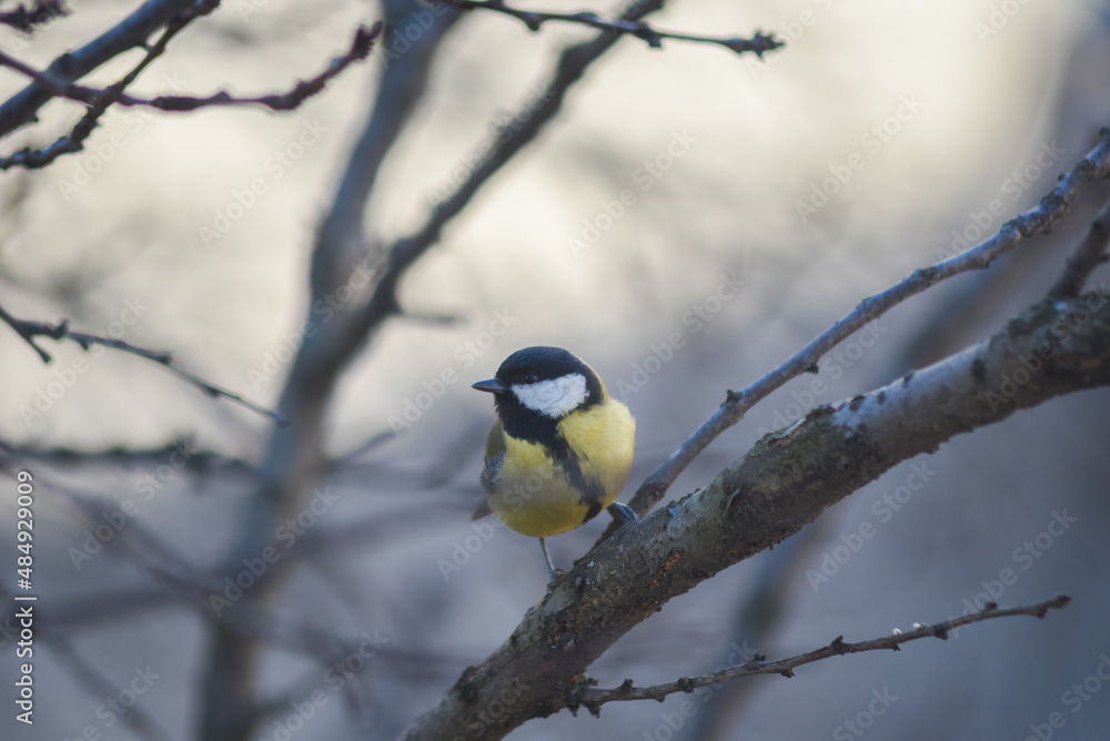 Great tit in a tree Great tit in a tree