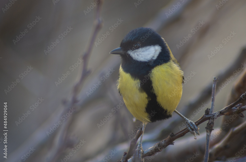 Fototapeta premium Great tit in a tree