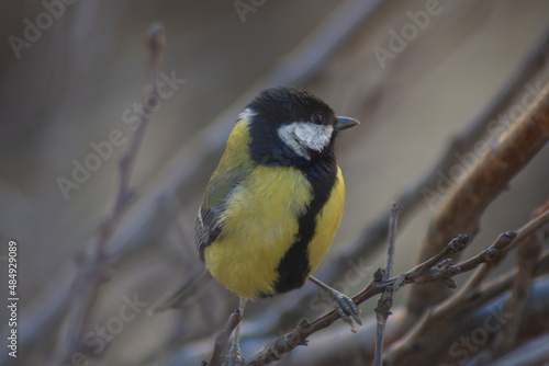 Great tit in a tree
