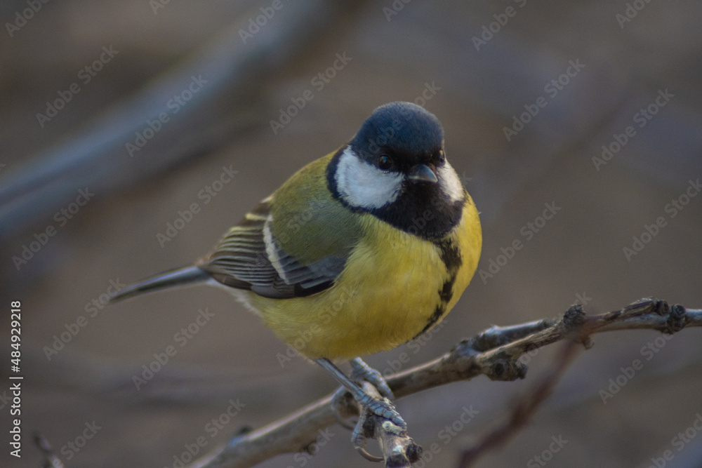 Obraz premium Great tit in a tree
