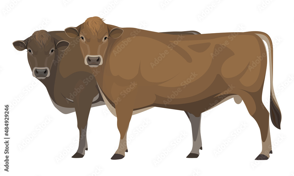 Bull Jersey - The Best Milk Cattle Breeds. Farm animals. Vector Illustration Bull Jersey - The Best Milk Cattle Breeds. Farm animals. Vector Illustration