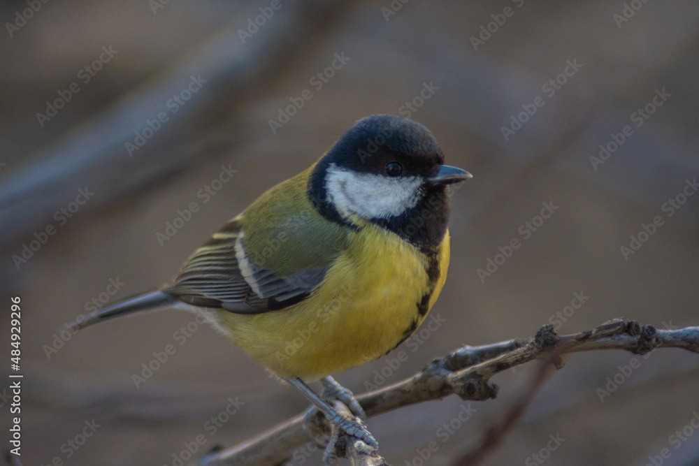 Obraz premium Great tit in a tree