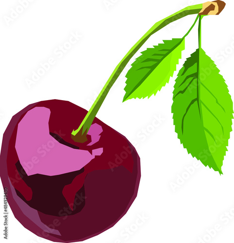 cherry with leaf vector illustration