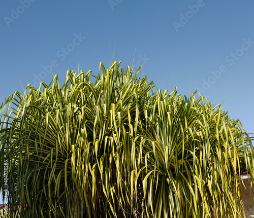 Pandanua sanderi leaves against the blue sky on sunny day. Tropical plant with long yellow-green leaves photo