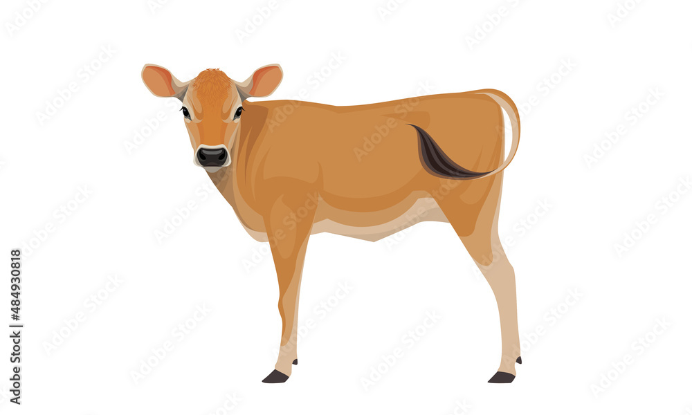 Calf Jersey - The Best Milk Cattle Breeds. Farm animals. Vector ...