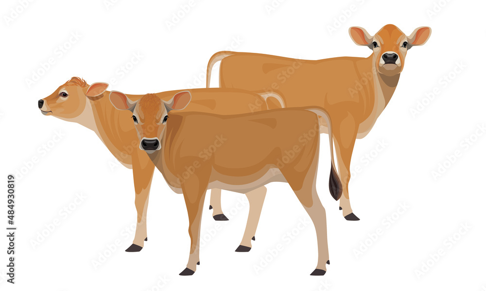 Calfs Jersey - The Best Milk Cattle Breeds. Farm animals. Vector Illustration. Calfs Jersey - The Best Milk Cattle Breeds. Farm animals. Vector Illustration.