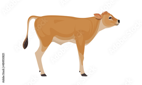 Calf Jersey - The Best Milk Cattle Breeds. Farm animals. Vector Illustration.