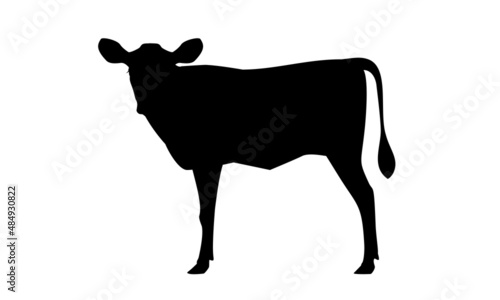 Calf Jersey Silhouette - The Best Milk Cattle Breeds. Farm animals. Vector Illustration.