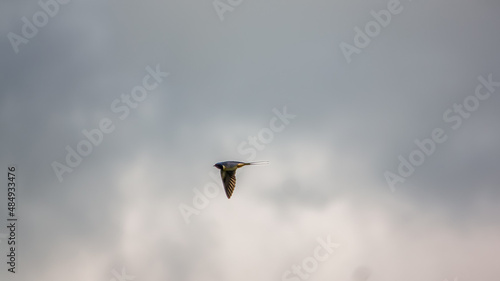 a swallow  Hirundo rustica  in flight showing iridescent plumage and colours against a winter cloud sky