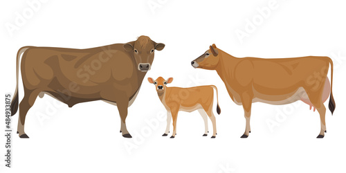 Set of Bull, Cow, Calf. Jersey - The Best Milk Cattle Breeds. Farm animals. Vector Illustration.