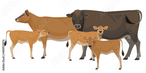 Set of Bull, Cow, Calf. Jersey - The Best Milk Cattle Breeds. Farm animals. Vector Illustration.