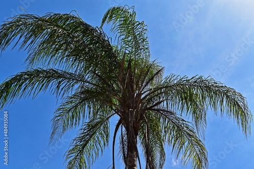 Silhouette of queen palm tree (Syagrus romanzoffiana)  photo