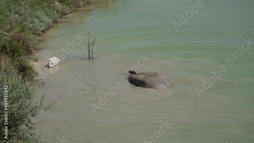 The Republic of Crimea. The city of Belogorsk. July 17, 2021. In Lviv Taigan Park, in hot weather, an elephant swims in a pond, and a white pelican swims nearby.
