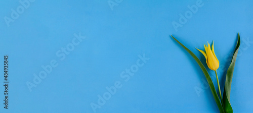 One yellow tulip on blue background with copy space. Concept of Women's Day, Mother's Day. Spring flower background, postcard. banner.