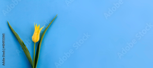 One yellow tulip on blue background with copy space. Concept of Women's Day, Mother's Day. Spring flower background, postcard. banner.
