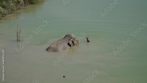 The Republic of Crimea. The city of Belogorsk. July 17, 2021. In Lviv Taigan Park, in hot weather, an elephant swims in a pond, and a white pelican swims nearby.