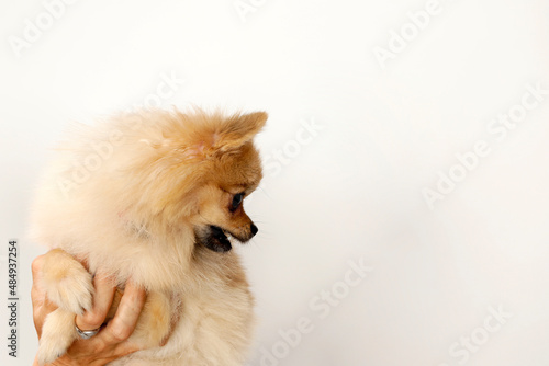 Young little Pomeranian dog is posing in studio on isolated background. Pets and animals.