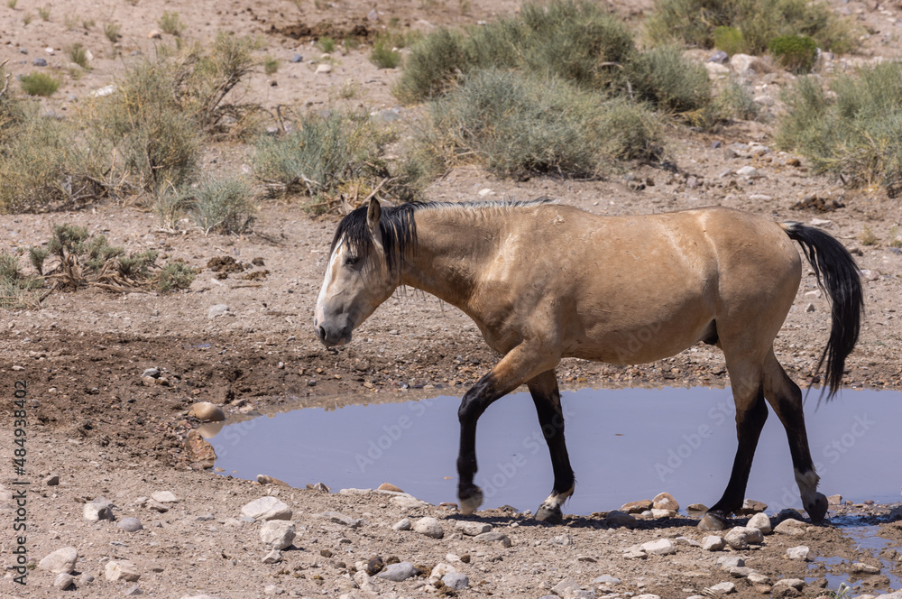 Majestic Wild Horse in the Utah Desert in Summer