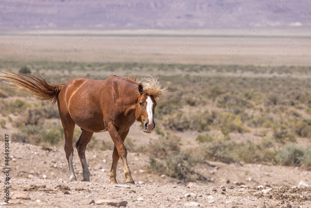Majestic Wild Horse in the Utah Desert in Summer Majestic Wild Horse in the Utah Desert in Summer