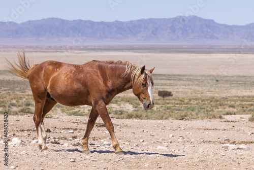 Majestic Wild Horse in the Utah Desert in Summer