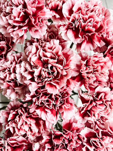 Dianthus caryophyllus L. Beautiful natural background of lush red-pink carnations. Bouquet of carnation flowers, top view. 