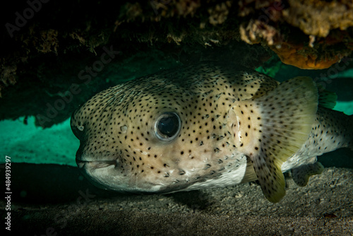 Balloonfish (Diodon holocanthus) hides on the reef of the Dutch Caribbean island of St Maarten © timsimages.uk