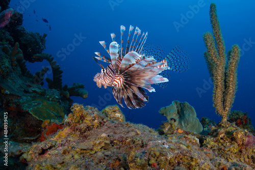 An invasive red lionfish (Scorpaenidae) on the reef off the Dutch Caribbean island off Sint Maarten