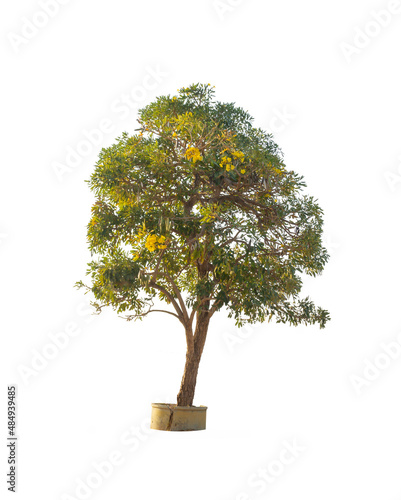 Yellow trumpetbush tree