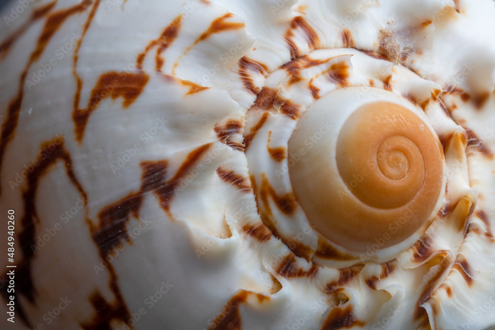 details from a seashell close up photo Stock 写真 | Adobe Stock