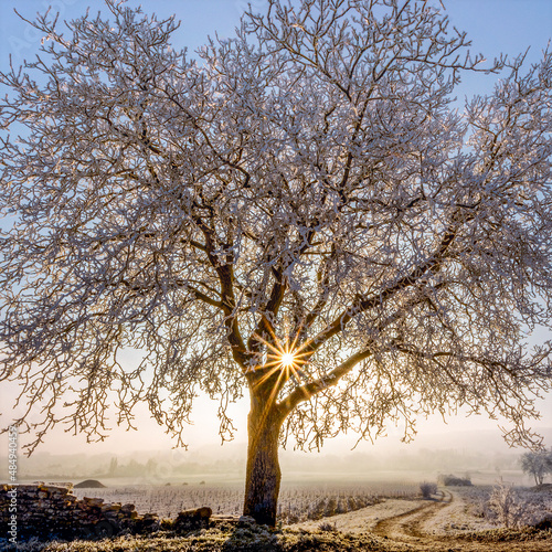 tree in the snow
