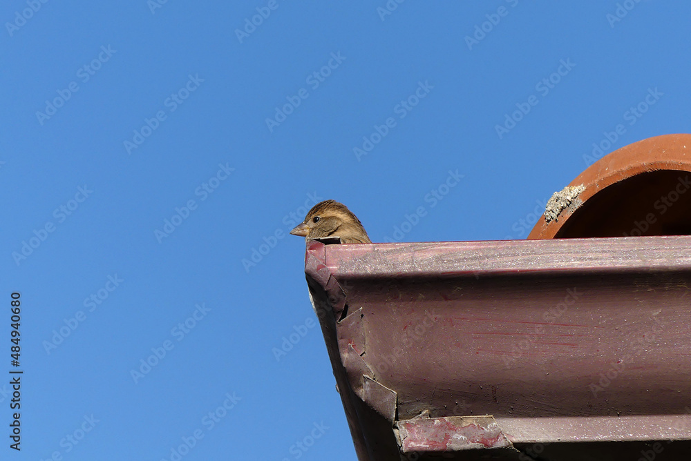Obraz premium On the roof of a house the sparrow made a nest and stands on the roof, blue sky and tiny sparrow, sparrow on the house roof,